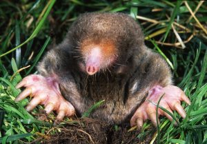 mole pest removal