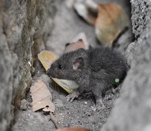 mouse pest removal