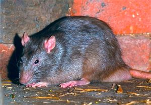 rat pest removal